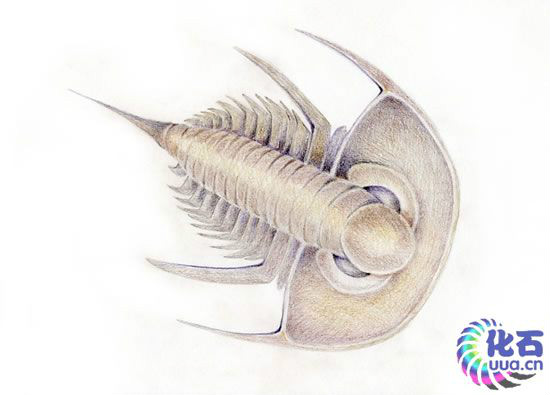  p>小油栉虫为西欧,西北欧,南北美下寒武统的专名,以含有西方动物群大