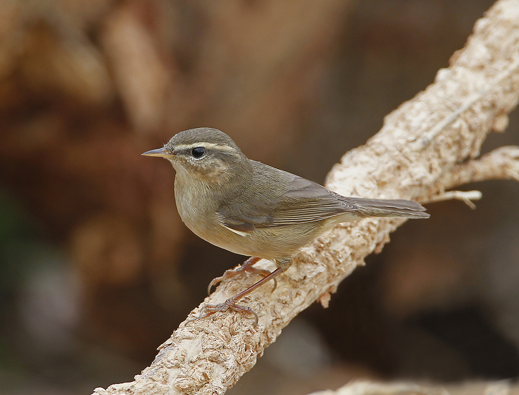  p>褐柳莺(学名: i>phylloscopus fuscatus /i>)小型鸟类,体长11~12