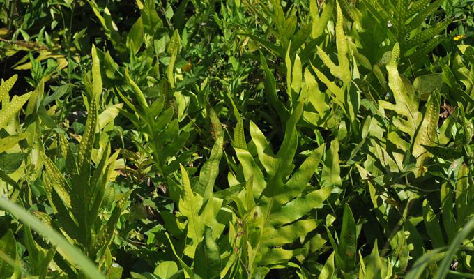 phymatosorus pic. serm.