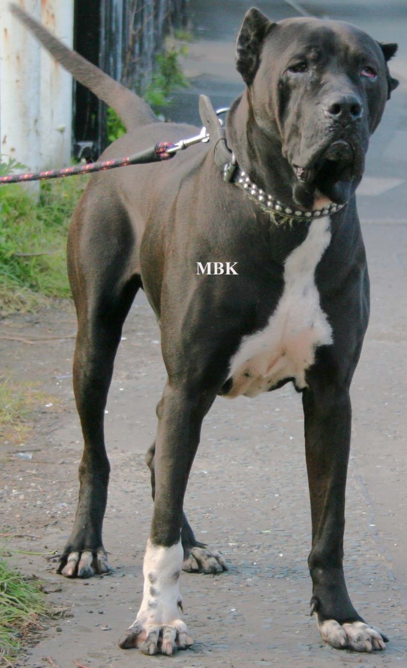  p data-id="go1adsmtr7">库达犬(bully kutta