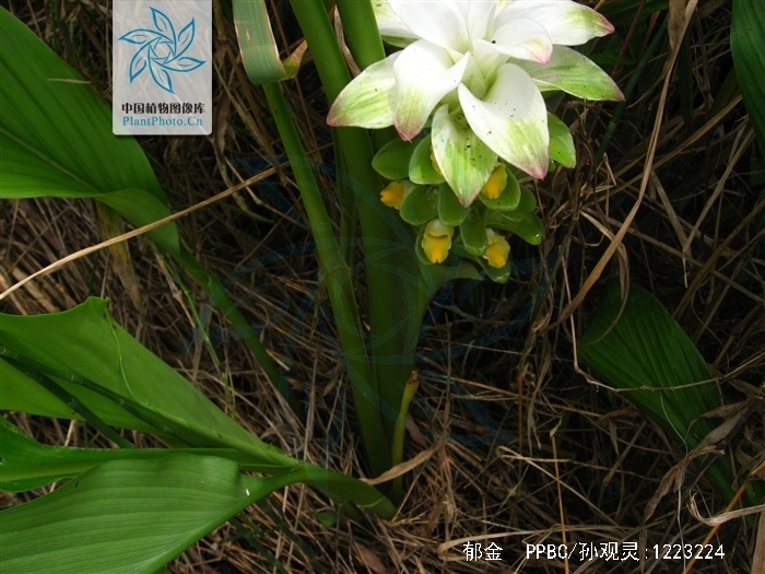 为姜科植物 a target="_blank" href="/item/温郁金curcuma rcenyujin