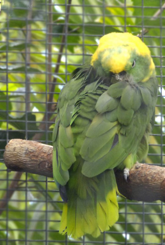  p>黄颈亚马逊鹦鹉(学名:amazona auropalliata)是典型的 a href="#"
