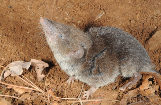  p>大麝鼩(学名: i>crocidura lasiura /i>)是鼩鼱科,麝鼩属的动物,为