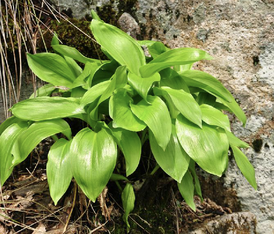  p>茖葱(学名: i>allium victorialis /i> l.)是百合科葱属植物.