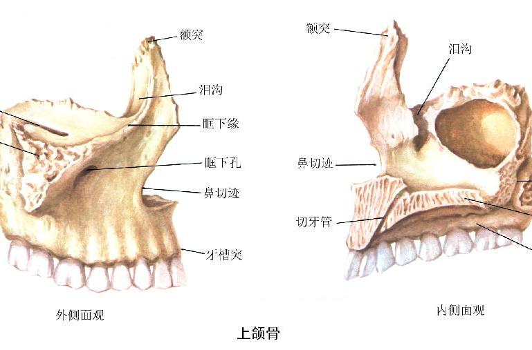 maxillary