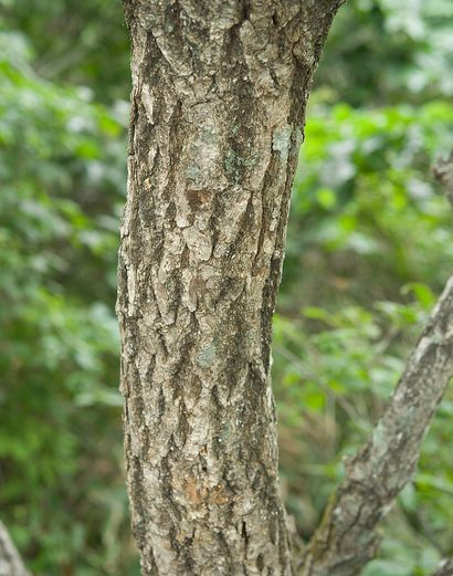  p>蒙古栎(学名: i>quercus mongolica /i> fisch.