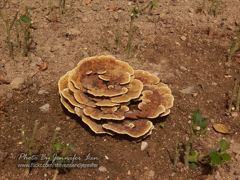 5 cm×2-7cm,厚2-2.5mm,菌肉同色,厚约1mm,菌管1-1.5mm,壁厚.