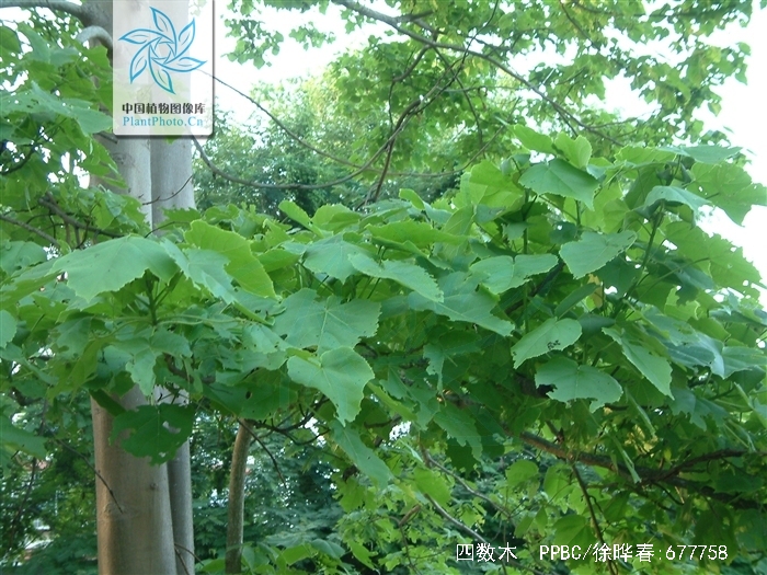  p>四数木(学名: i>tetrameles nudiflora /i> r. br.