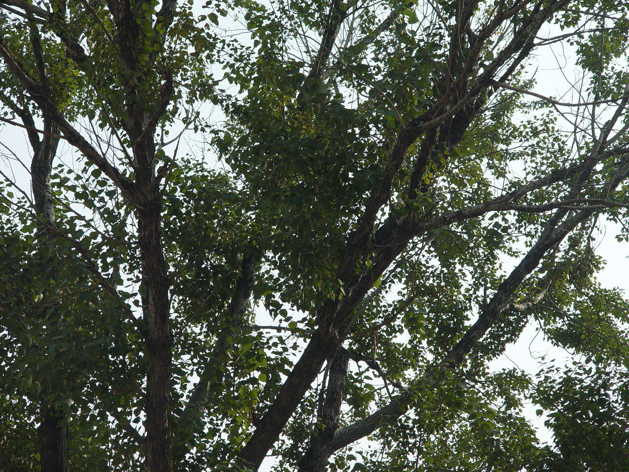 小叶杨(学名:populus simonii carr),别名南京白杨,河南杨,明杨,青
