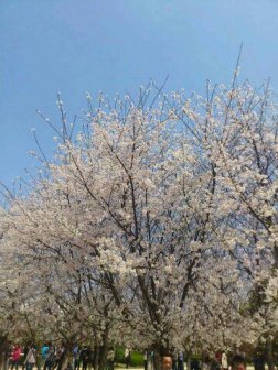 樱花