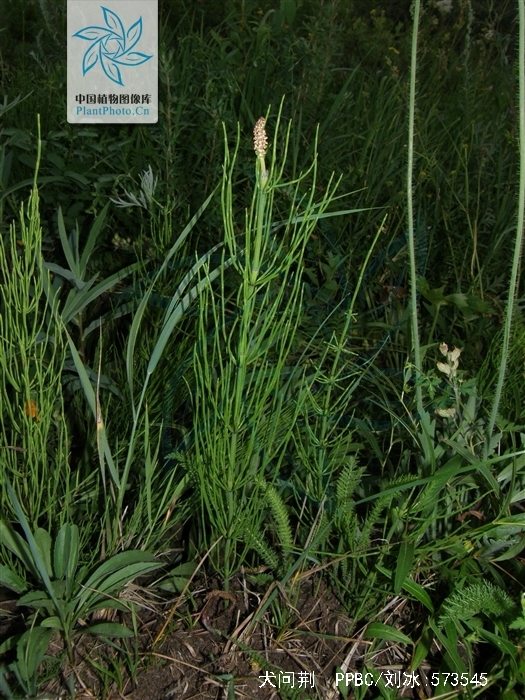  p>多年生 a href="#">草本 /a>,高15–30厘米, a href="#" data