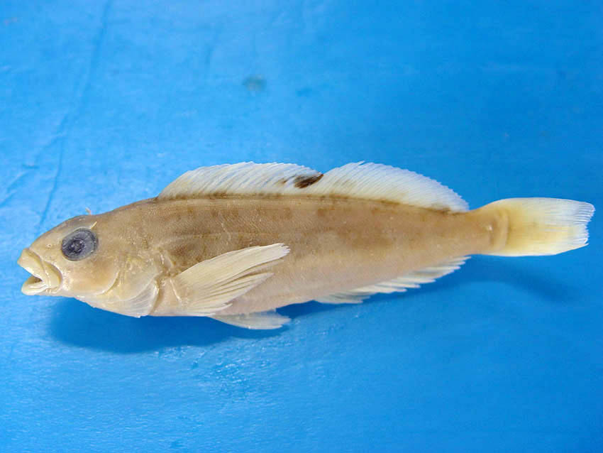  p> b>斑头鱼 /b>( a href="#" data-lemmaid="8074290">学名 /a>: i>