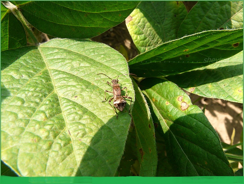  p>昆虫名,为半翅目,缘蝽科.