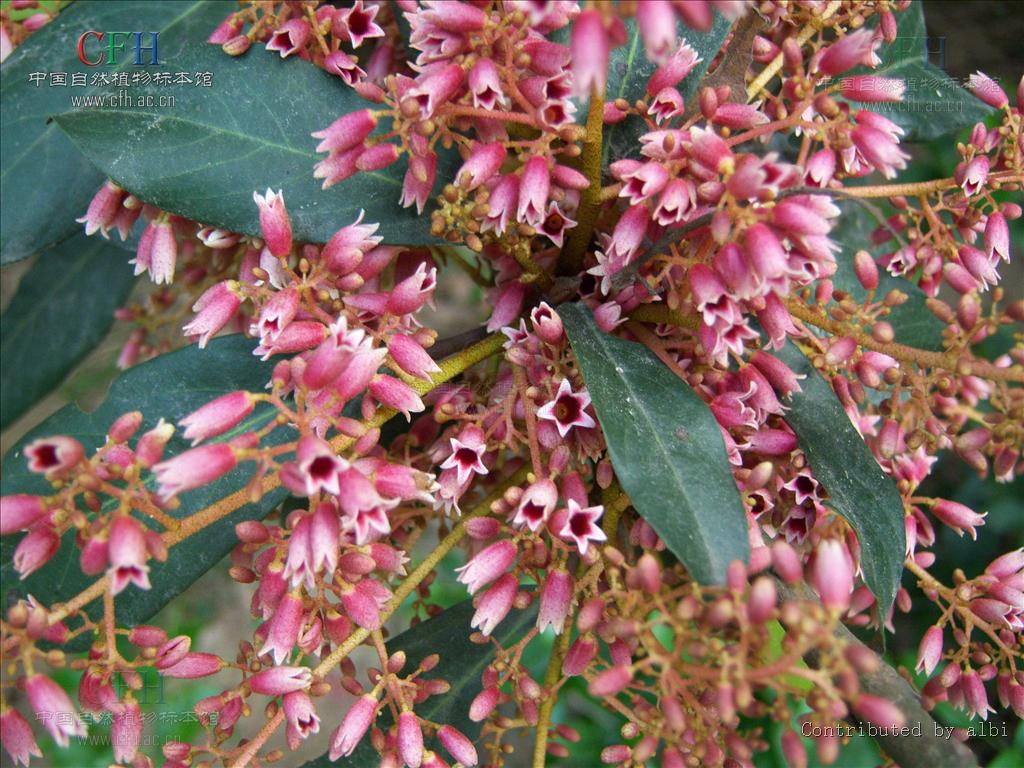  p>银叶树属(heritiera)是 a target="_blank" href="/item/被子植物