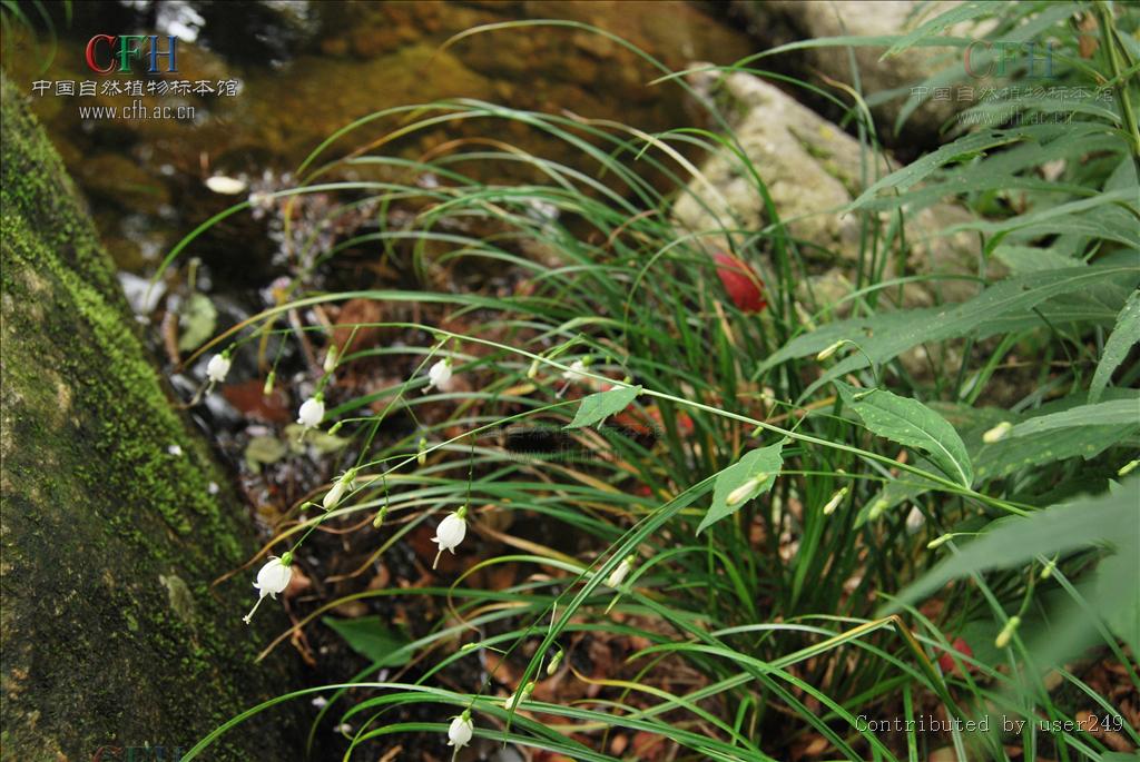  p>沙参属(学名:adenophora fisch.