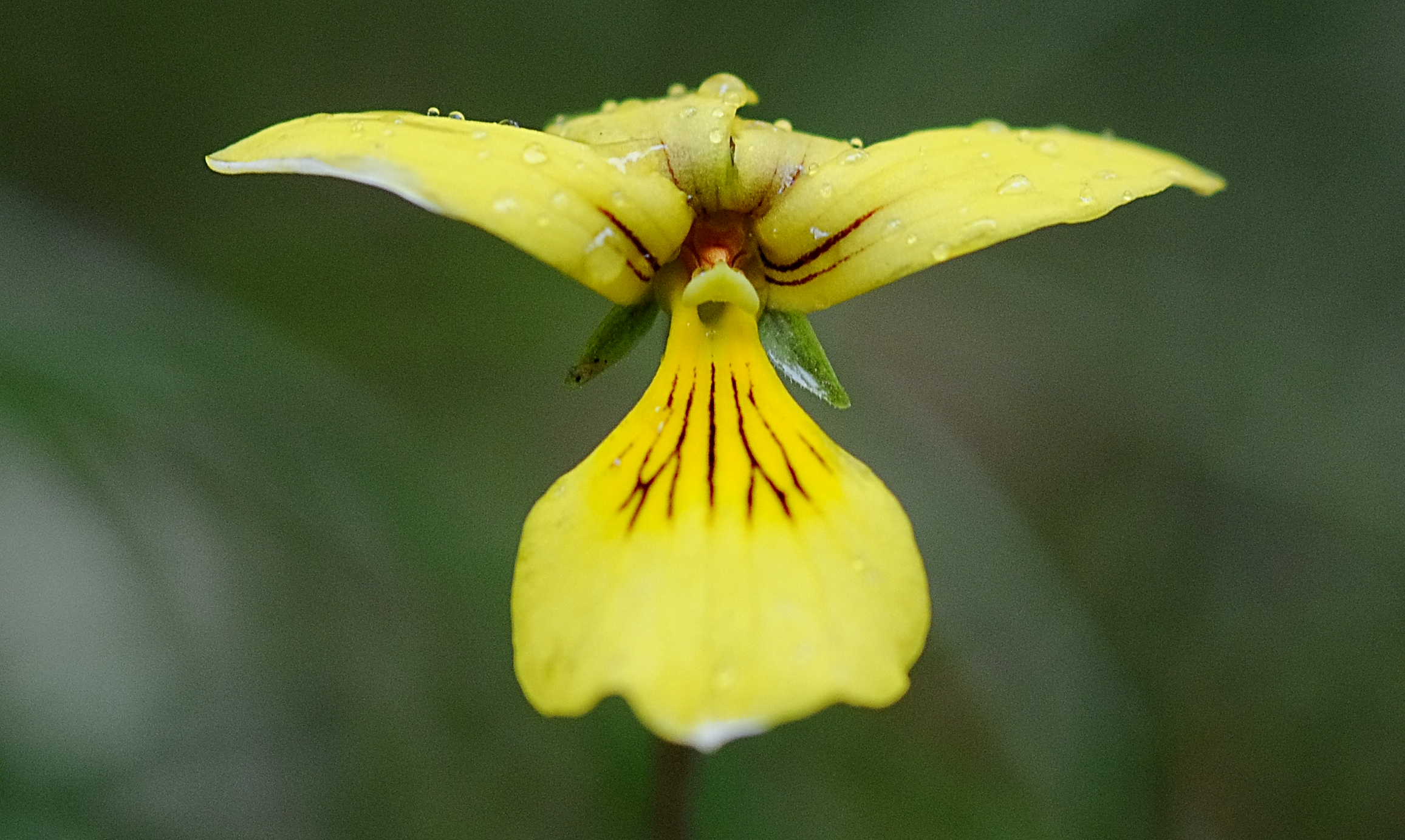 &nbsp;)是兰科对叶兰属植物,产四川西北部.