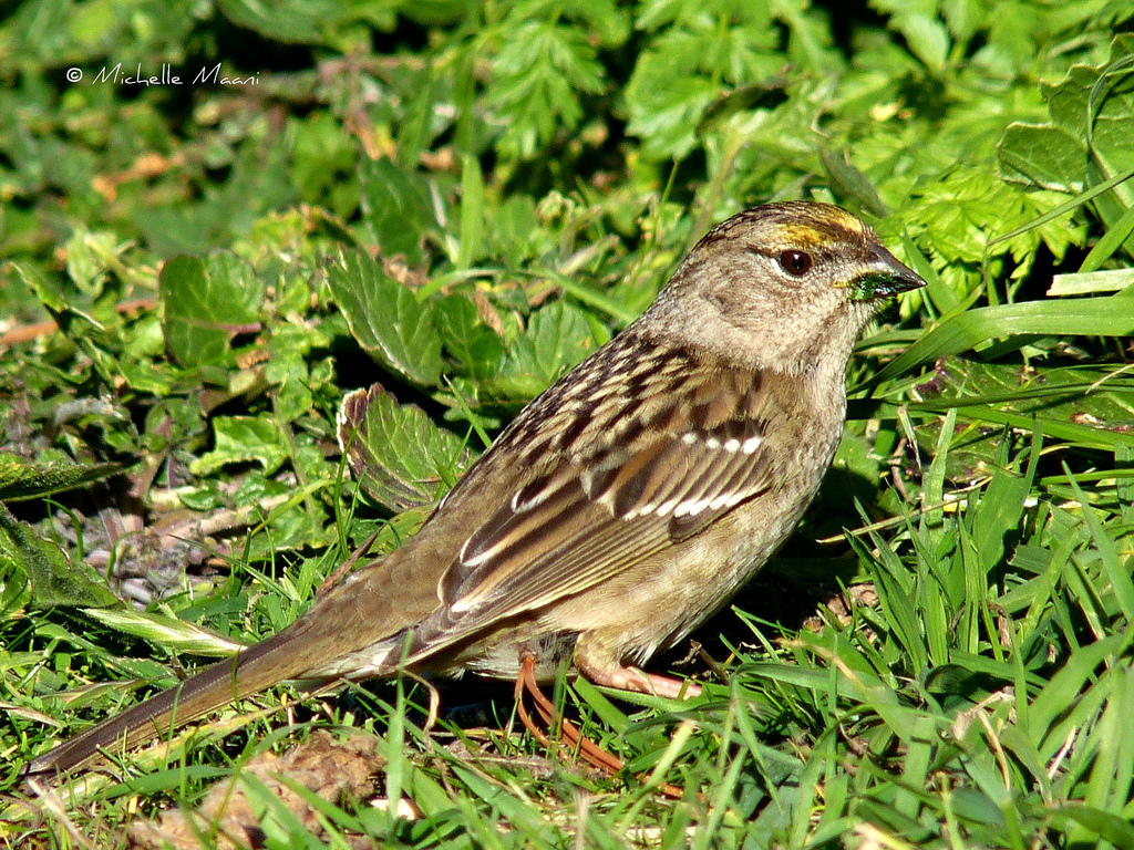  p>金冠带鹀是 a href="#" data-lemmaid="3516708">脊索动物门 /a>, 