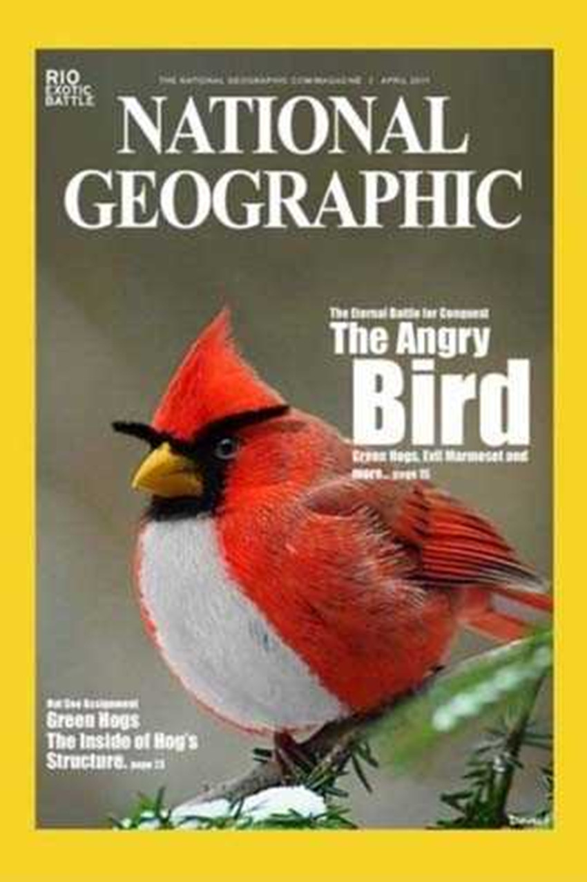 northern cardinal