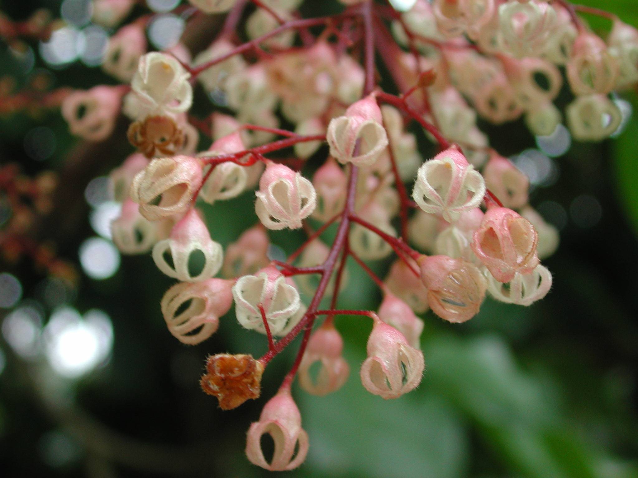 是锦葵科苹婆属,乔木.