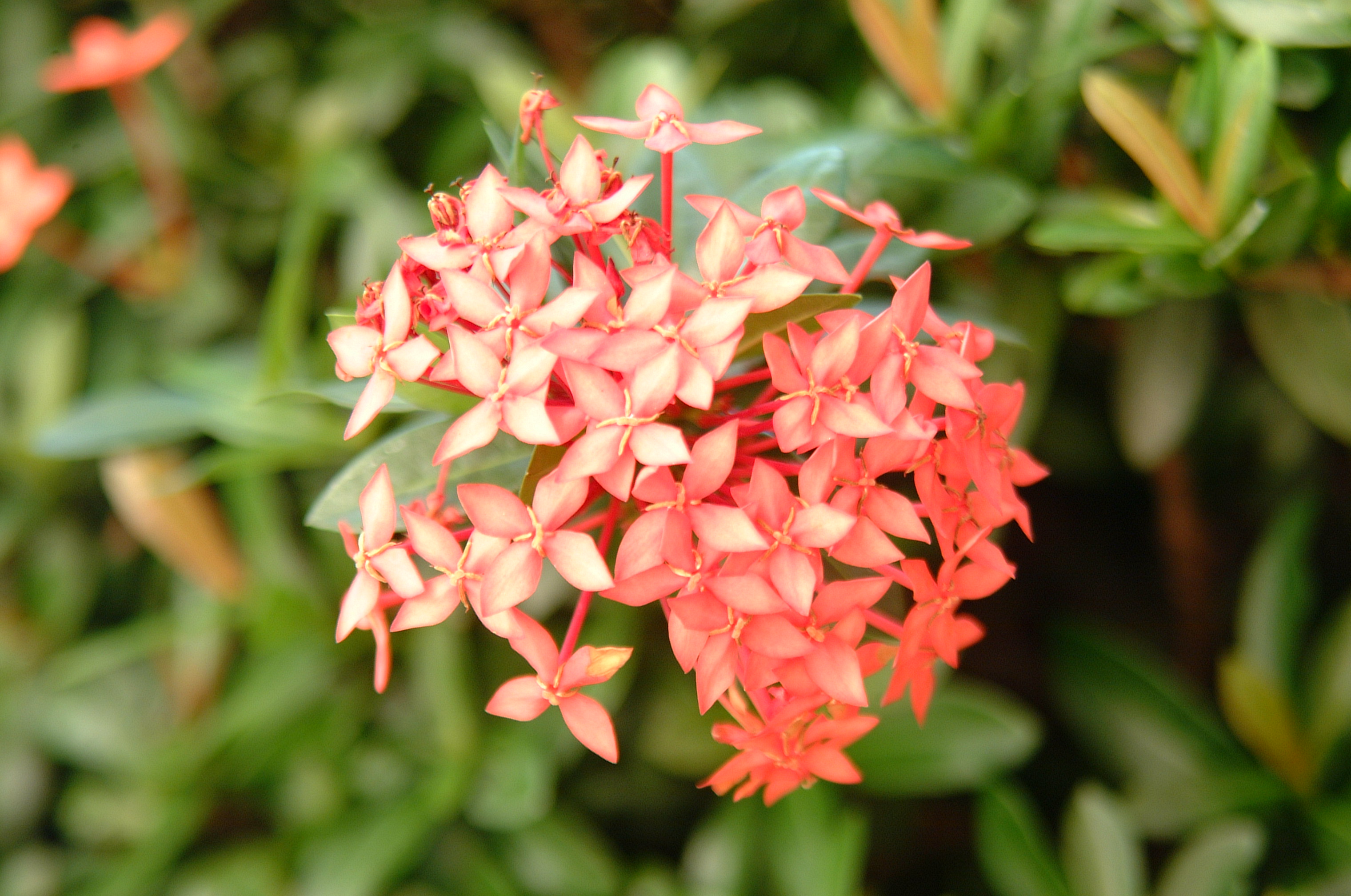  p>蓝钻凤仙花(blue diamond impatien,学名impatiens namchabarwe