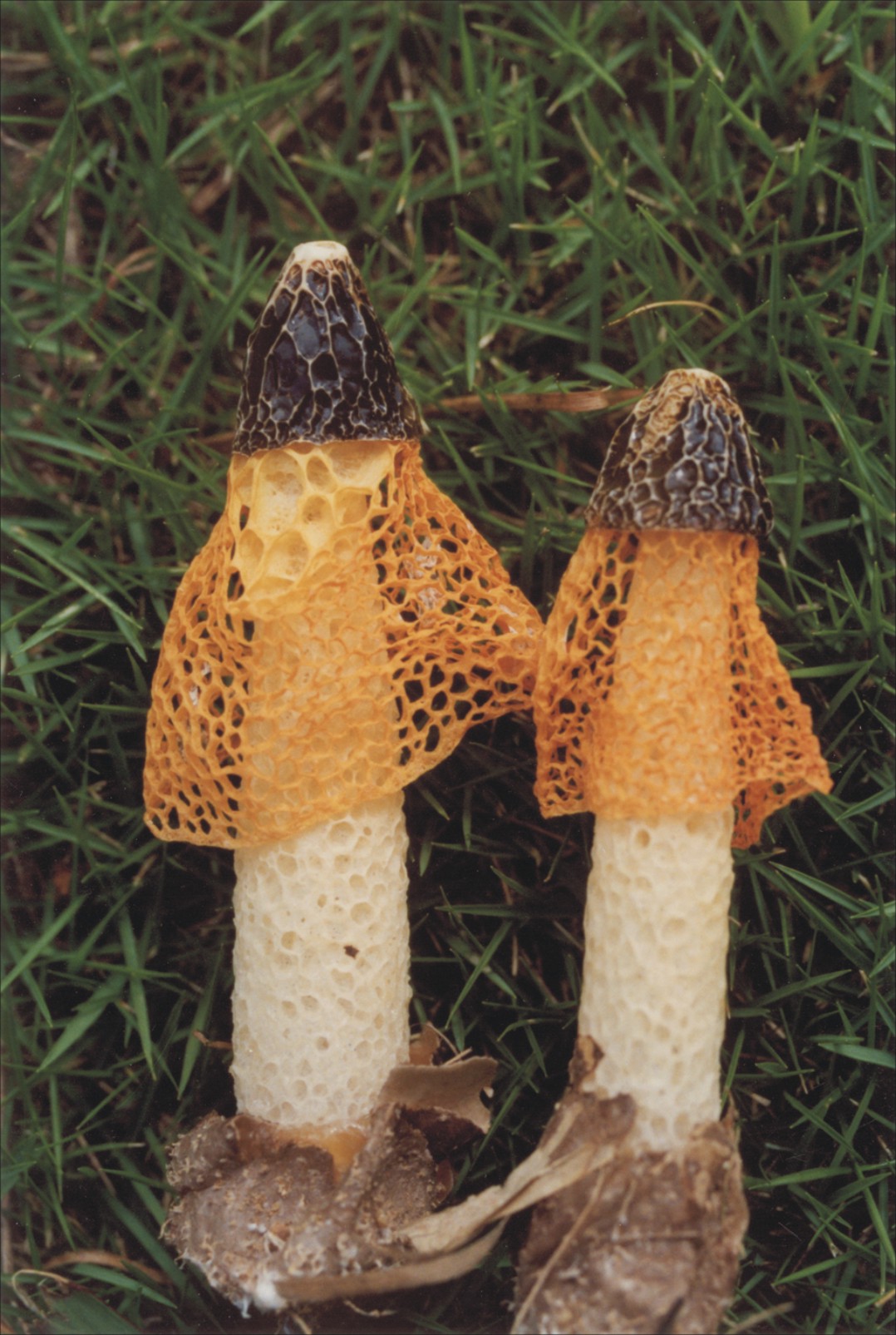 担孢子宽椭圆形至宽柠檬形,(13-)14- 17×(8.5-)9-10μm,黄褐色