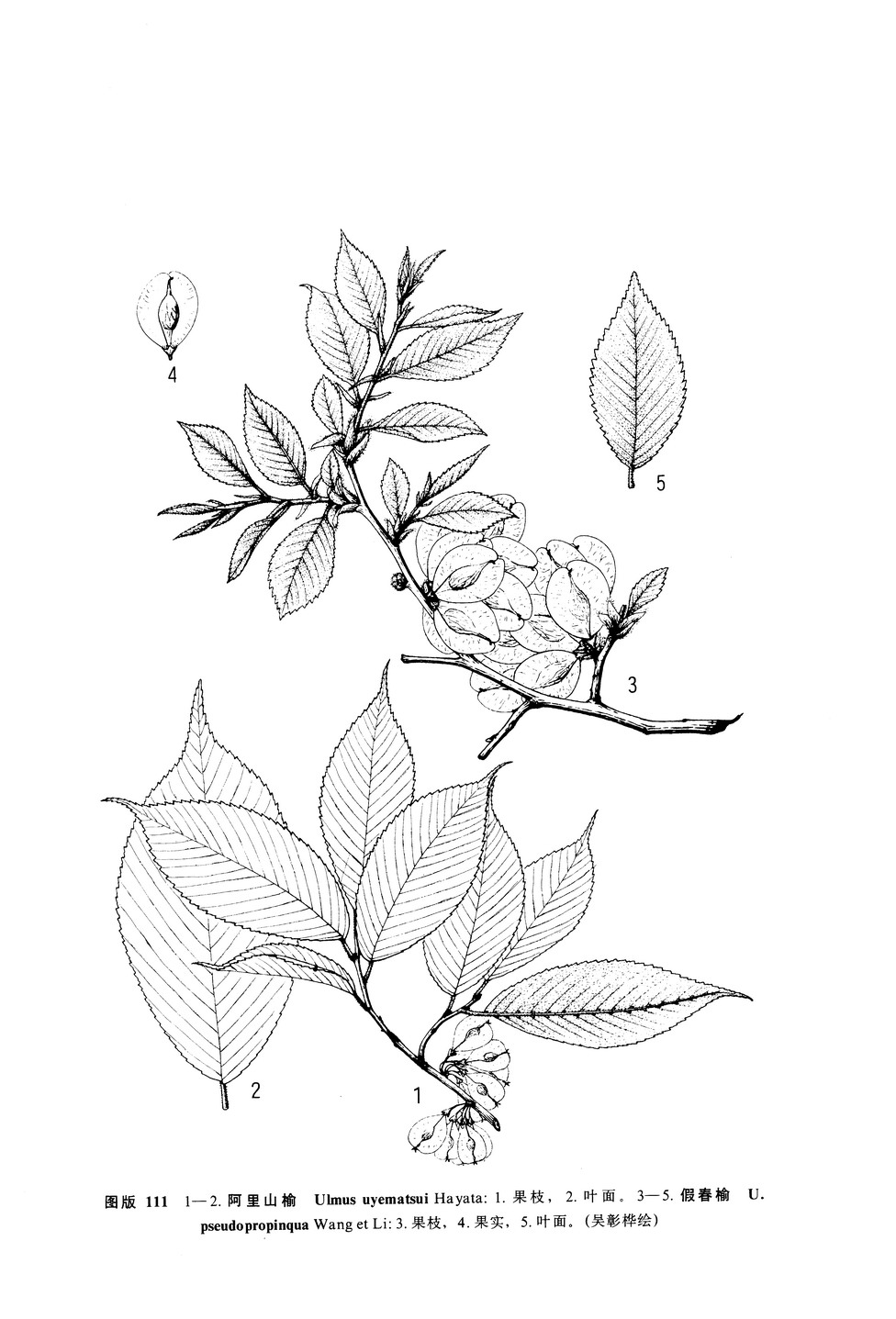 ulmus uyematsui hayata