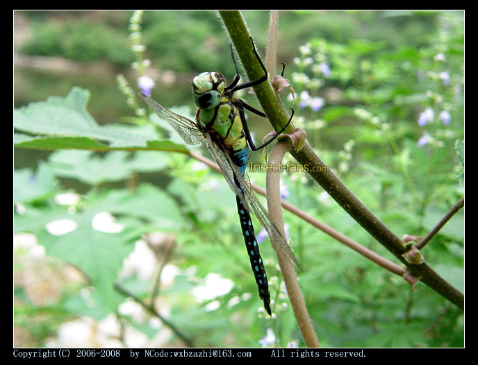  p>昆虫名,属蜻蜓目, 蜓科.分布在河北,山西,湖北,福建等.