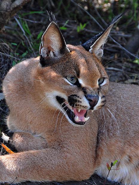  p data-id="gncqa92knw">狞猫(拉丁学名: i>caracal caracal /i>)