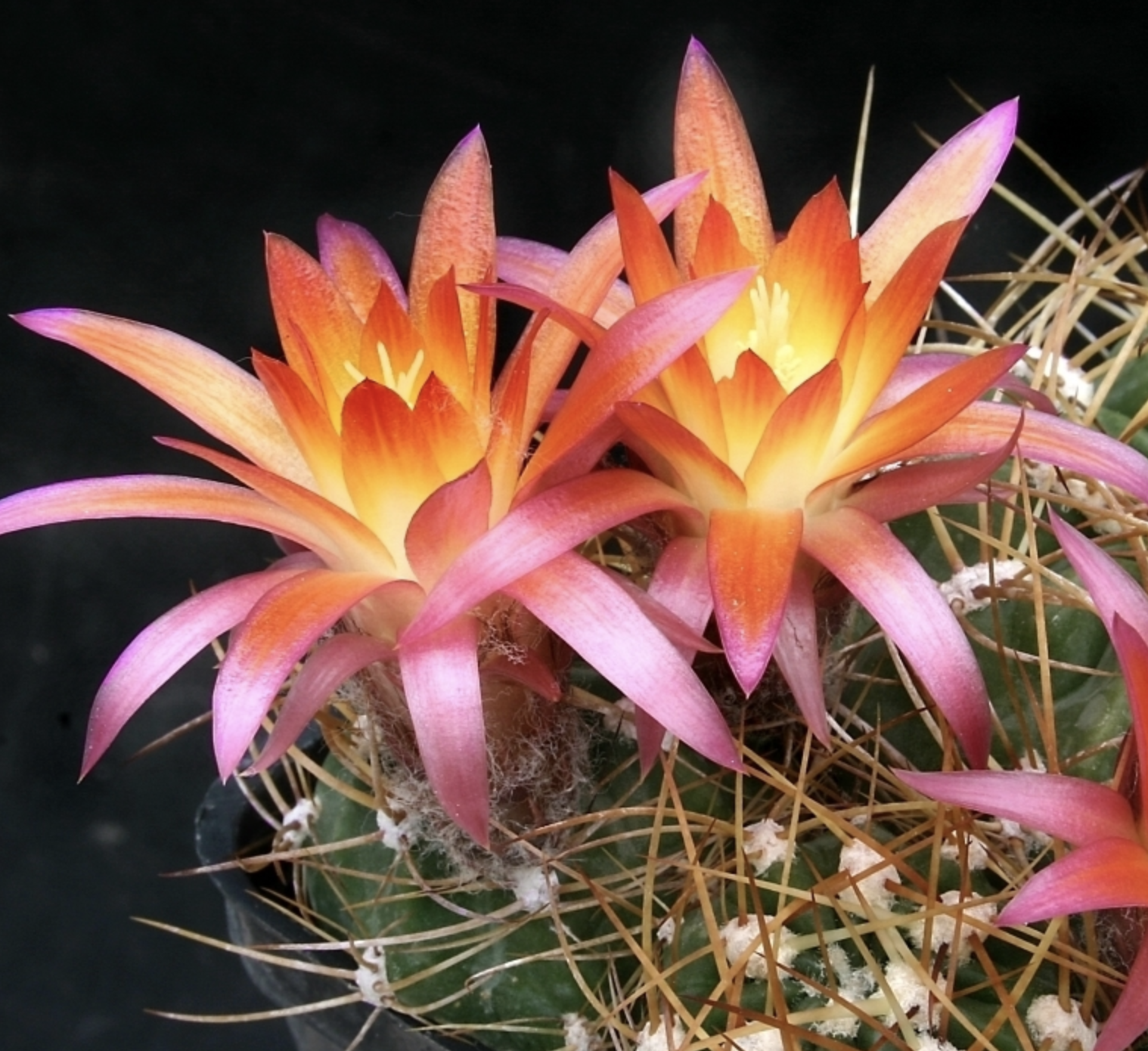 lobivia hermanniana