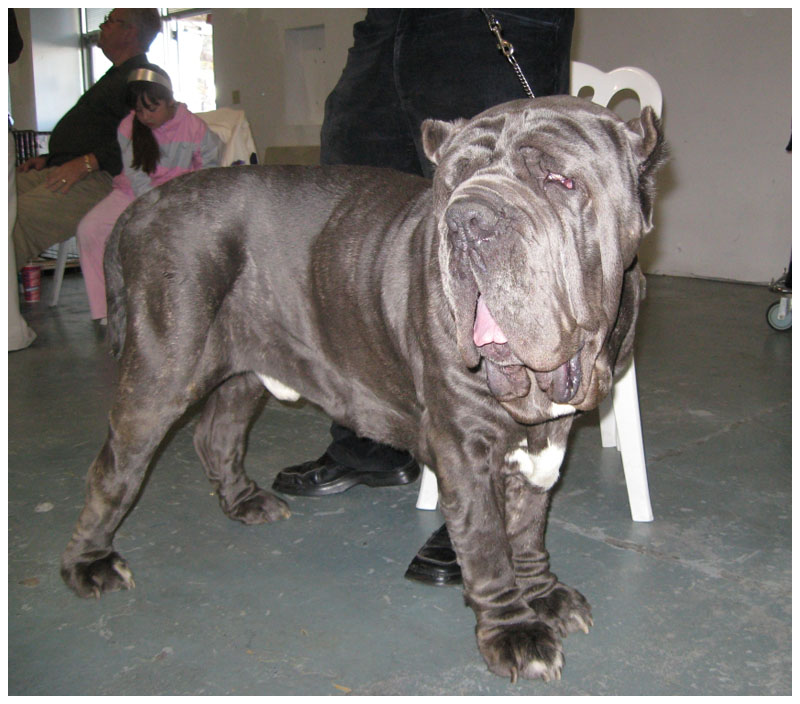  p>纽波利顿獒犬属于古老的品种,步伐如熊一般的缓慢,沉重.