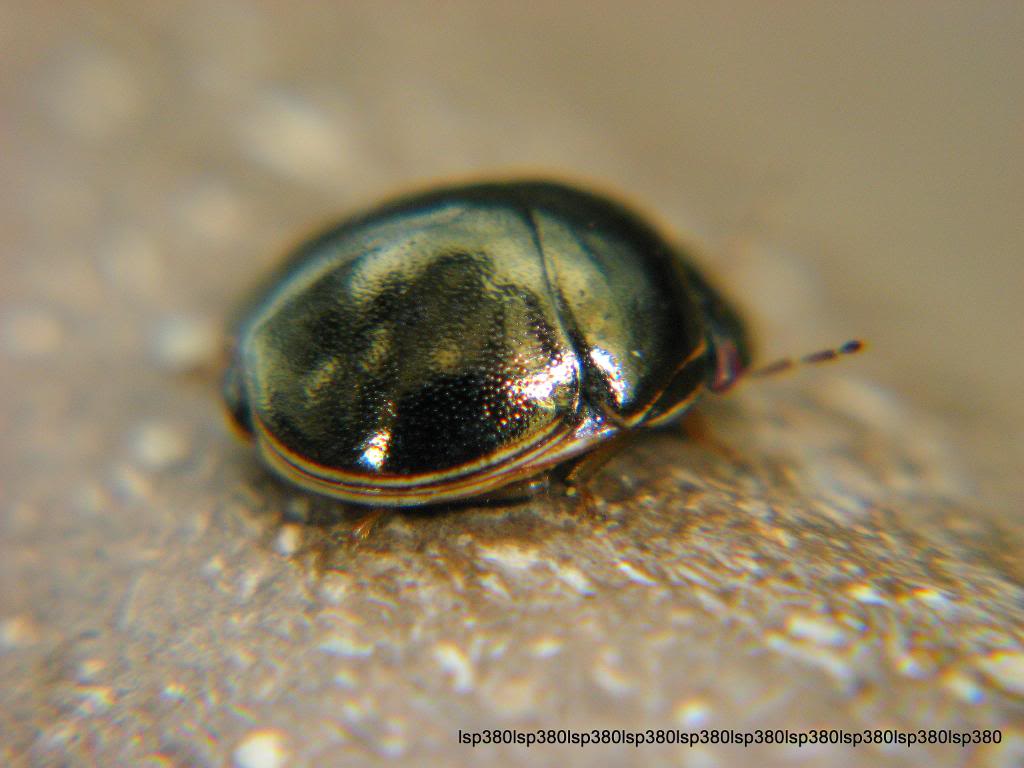  p data-id="go0hjgmvf0">龟蝽科( a target="_blank" href="/item/圆