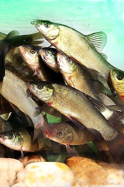  p>长吻体裸露无鳞,头顶为皮肤所盖,仅枕骨部裸露.