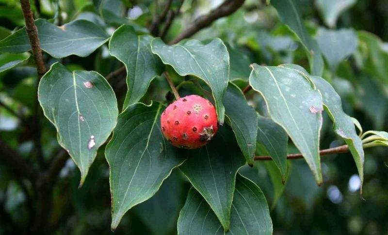  p>多脉四照花是(学名: i>dendrobenthamia multinervosa /i> (pojark