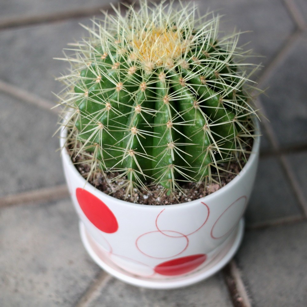  p>仙人掌是热带植物,它形状像手掌,故名仙人掌.