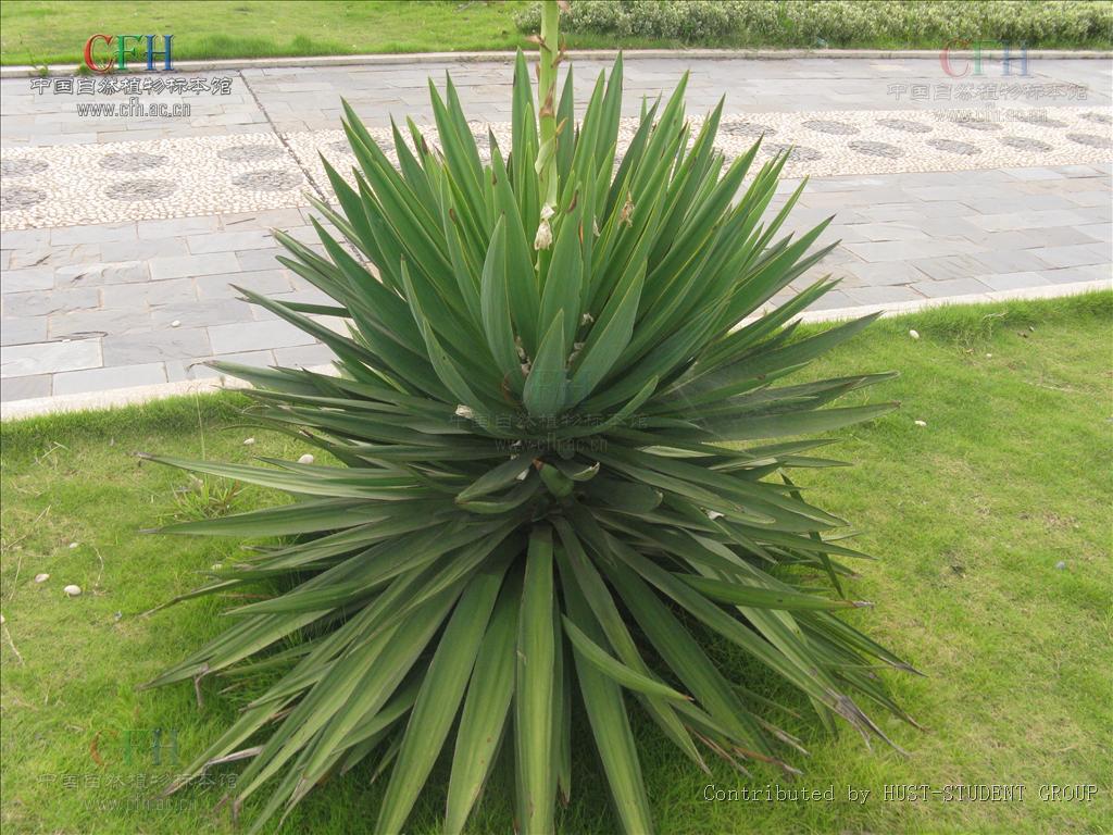 别名:软叶丝兰,毛边丝兰,洋波萝, a href="#">百合科 /a> a>丝兰属 