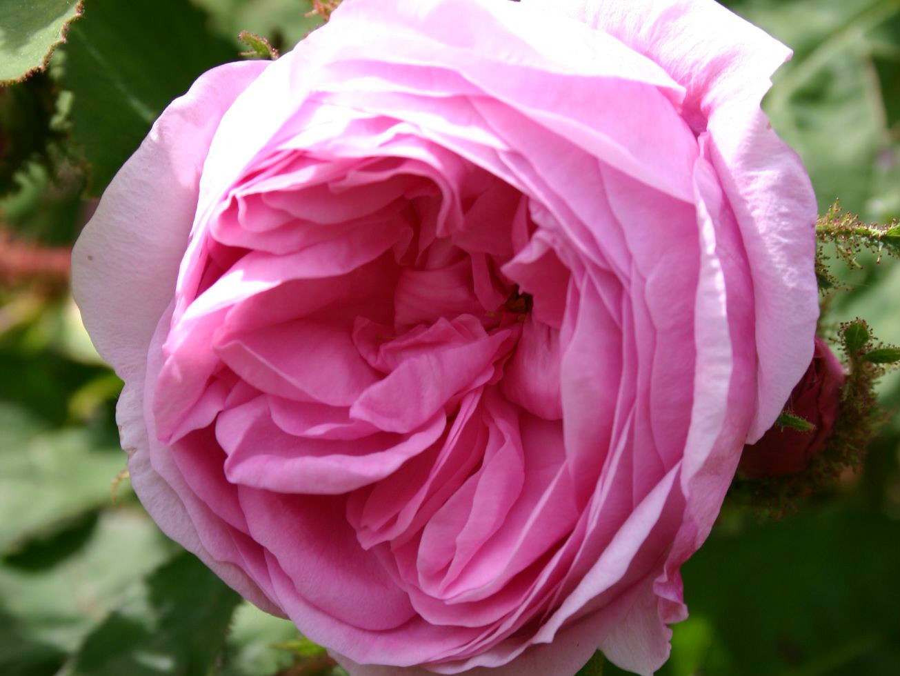  p>百叶蔷薇(学名: i>rosa centifolia /i>  l.