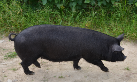  p>岳西黑猪,安徽省 a target="_blank" href="