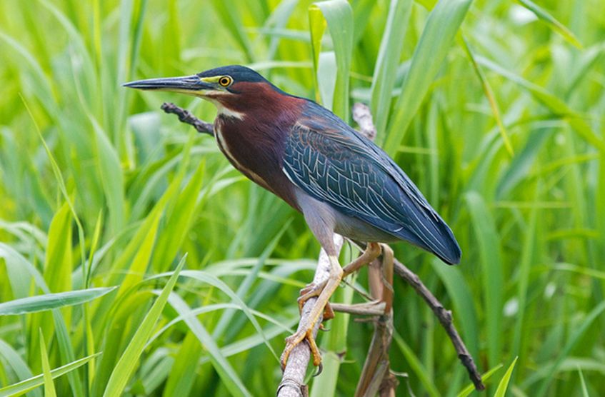  p>美洲绿鹭(学名: i>butorides virescens /i>)共有5个亚种.