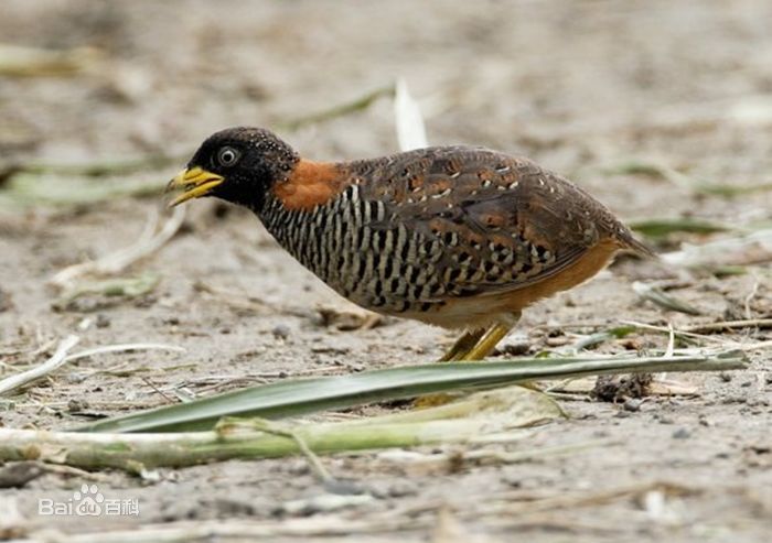  p>棕三趾鹑(学名: i>turnix suscitator /i>)是鹤形目三趾鹑科三趾鹑