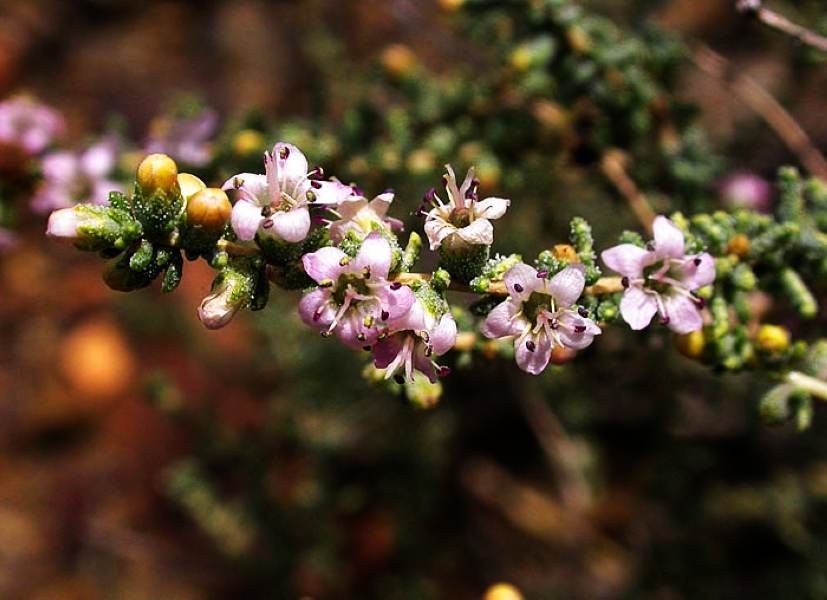  p>枇杷(学名: i>eriobotrya japonica  /i>(thunb.) lindl.