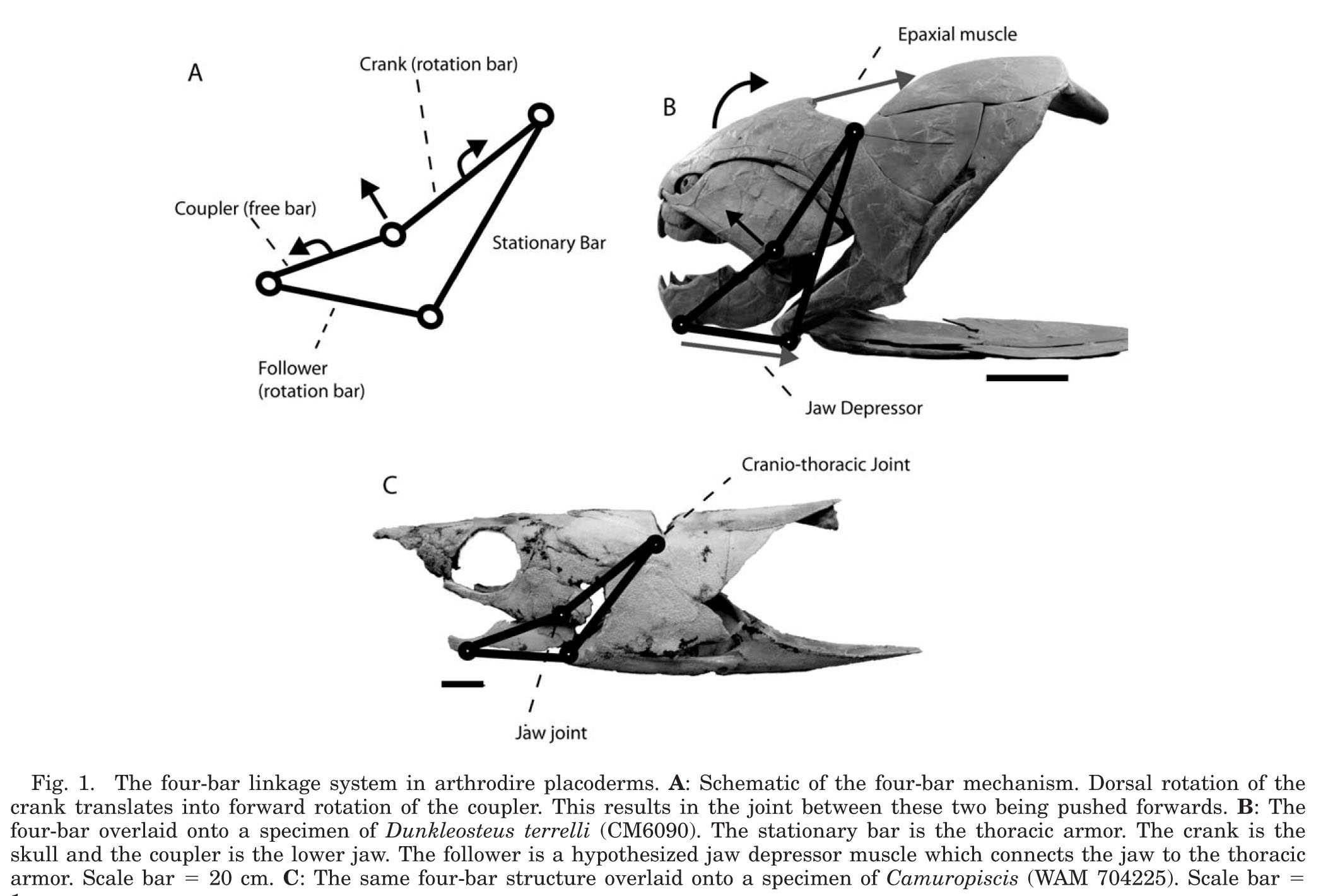  p>邓氏鱼(dunkleosteus terrelli),是一种活于泥盆纪时代(距今约3.