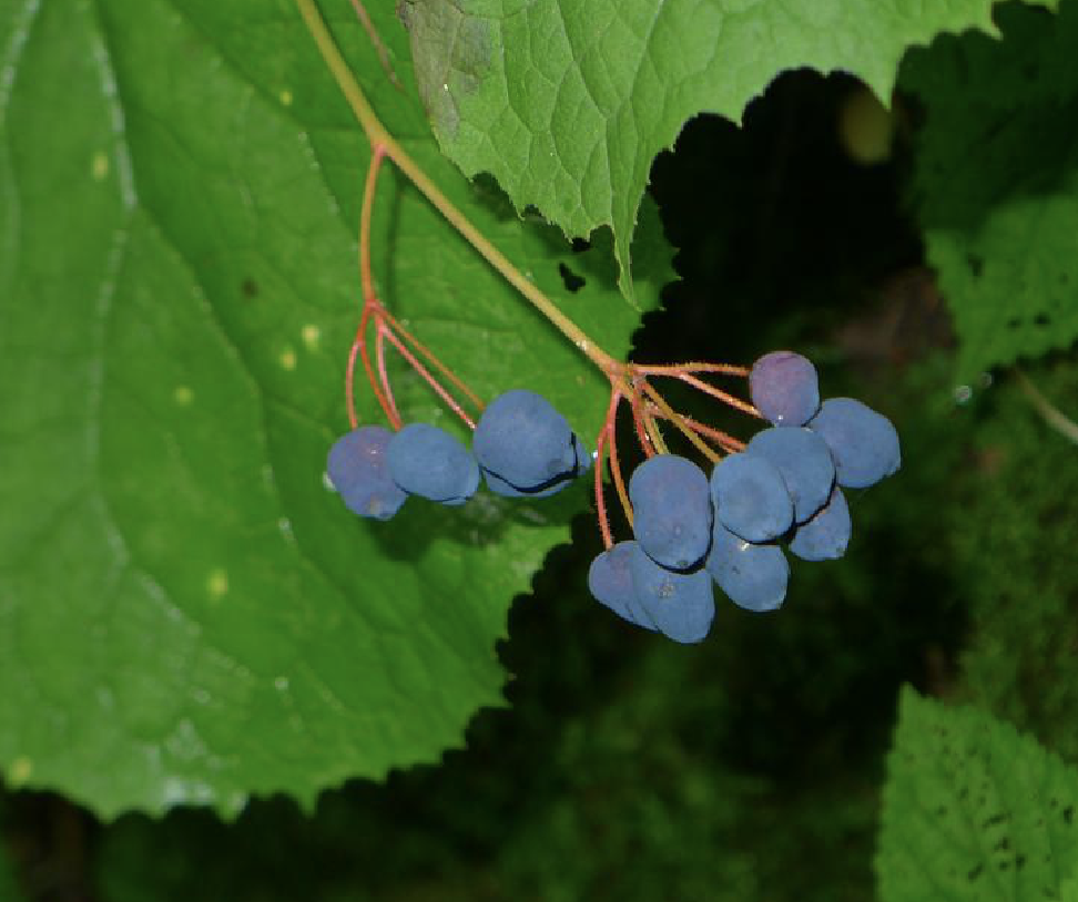  p>南方山荷叶(学名: i>diphylleia sinensis /i> h. l.