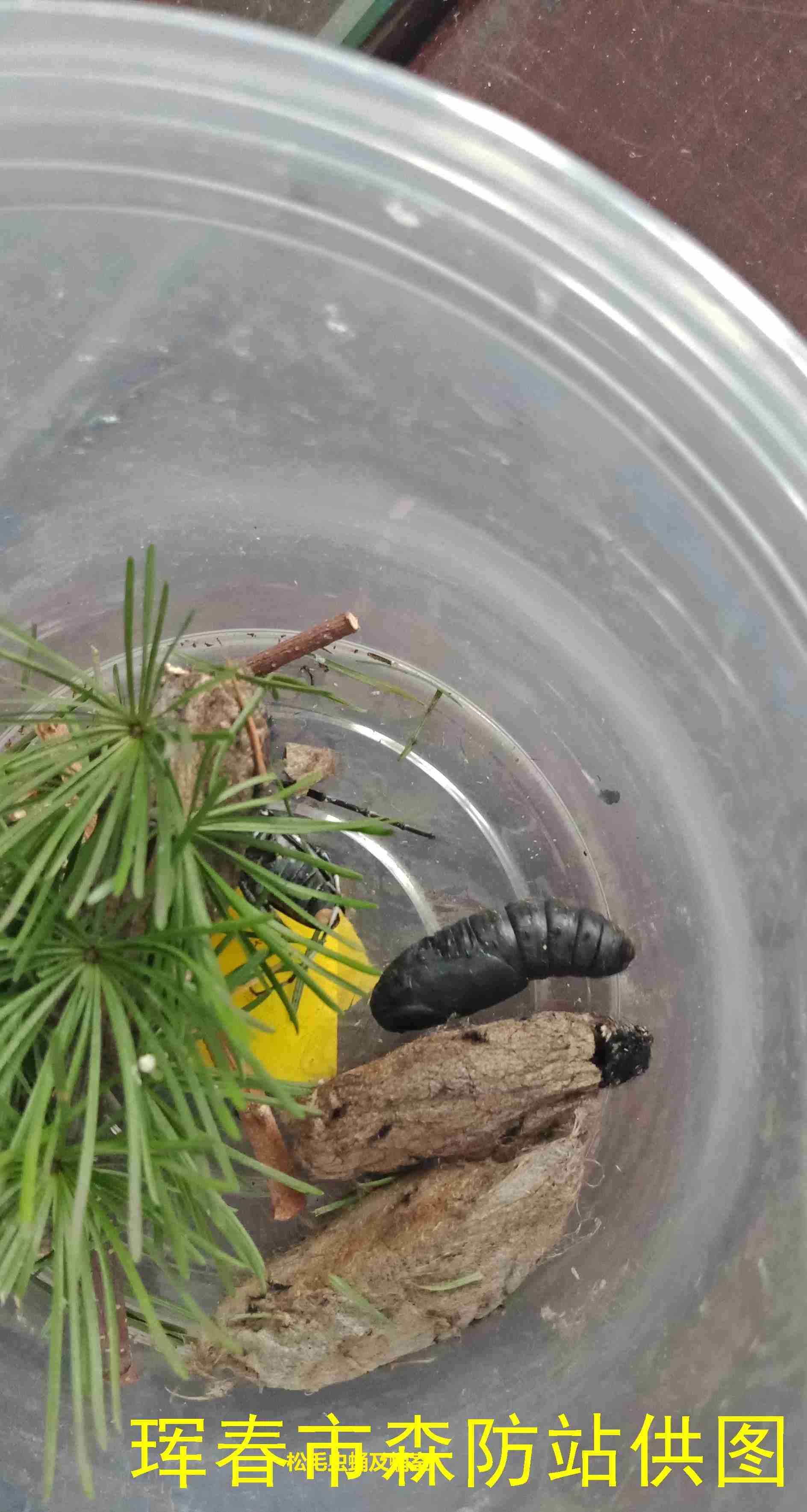 dendrolimus superans(butler)