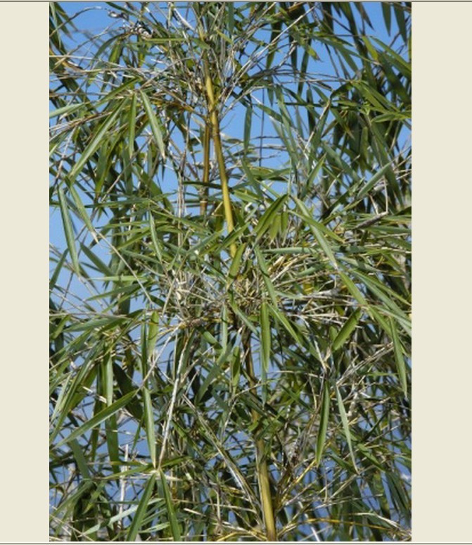  p> a href="#" data-lemmaid="2515143">玉山竹 /a>,学名:yushania