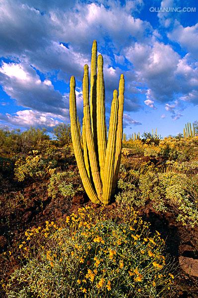  p>黄眼草属(学名: i>xyris /i>&nbsp;l.