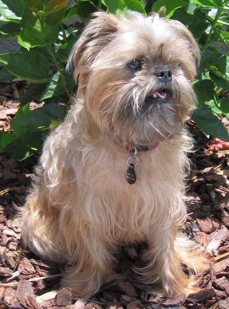 布鲁塞尔粗毛猎犬