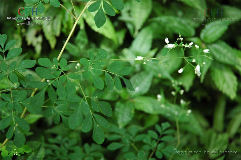  p>臭节草(boenninghausenia albiflora)是一种植物名,分布于贵州