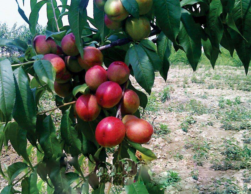 xiza">千年红,属于培育 a target="_blank" href="/item/植物/142914"