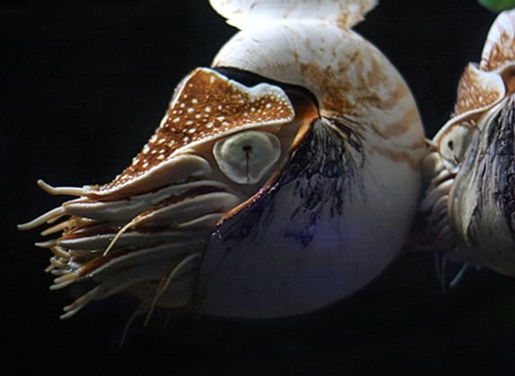  p>珍珠鹦鹉螺, i>nautilus pompilius /i> (linnaeus, 1758), a href