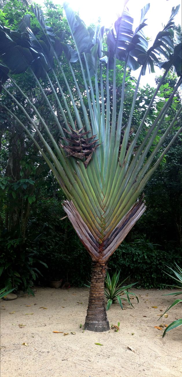 ravenala adans.